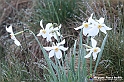 VBS_1198 - Fioritura narcisi a Castelnuovo Nigra 2023